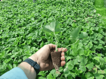 Клубника, полуниця, саджанці