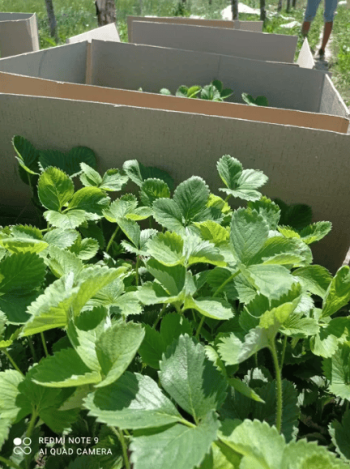 Продам саджанці полуниці, розсада клубники