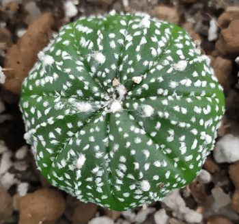 Кактуси та сукуленти на підвіконня