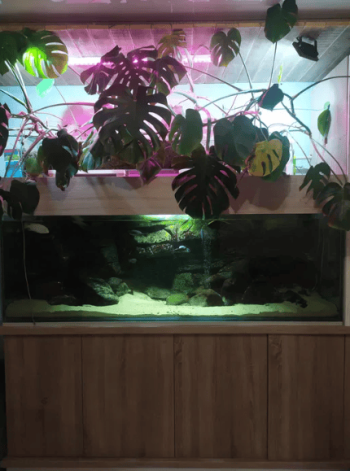 Акваріум з рибками і сампом