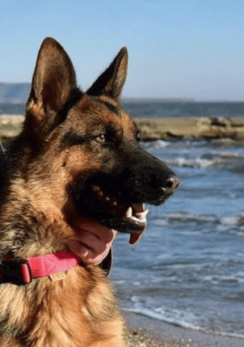 Пропала собака немецкая овчарка