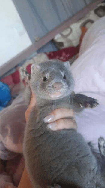 Американська голуба норка бронь!