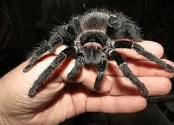 Lasiodora parahybana паук птицеед для новичка brachypelma павук