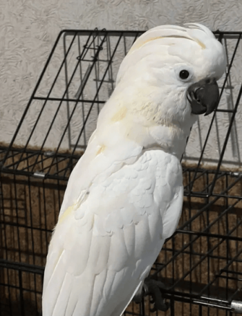 Продам Молуккского какаду