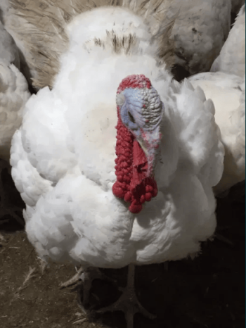 Продам оптом индюков Биг 6