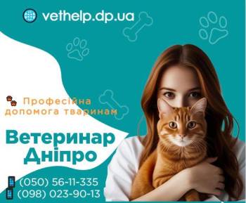 Вызов ветеринара на дом Днепр Кастрация, Стерилизация