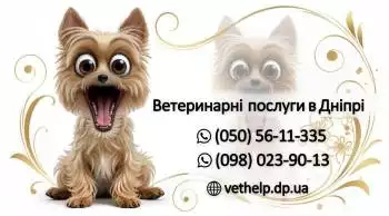 Ветлікар на дім Дніпро –  Огляд, Уколи, Кастрація