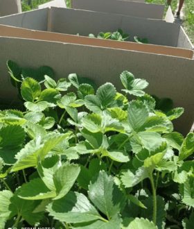 Продам саджанці полуниці, розсада клубники