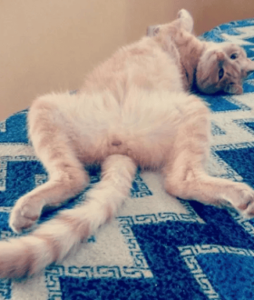 Грумер. Стрижка котів. 400грн. Виїзд на дом.