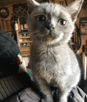 Котёнок бесплатно