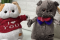 Кот Басик Джентельмен и кошечка Лили. Кот Басик с бабочкой. 35 см