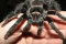Lasiodora parahybana паук птицеед для новичка brachypelma павук
