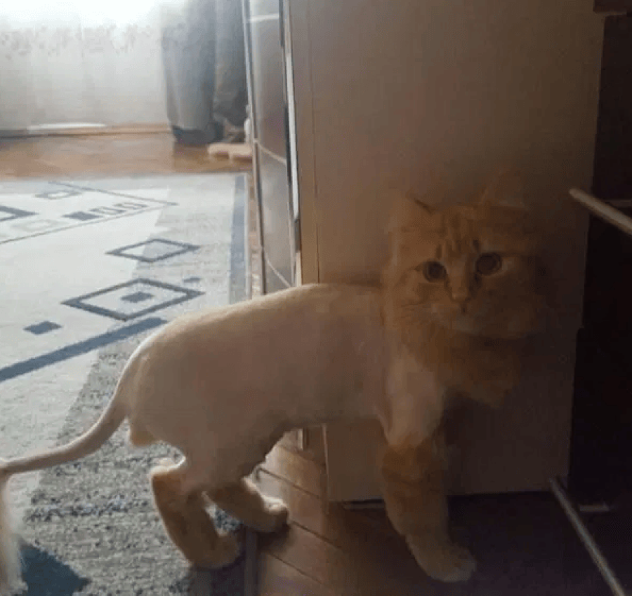 Грумер.Стрижка котів. 400грн. Виїзд на дом 4