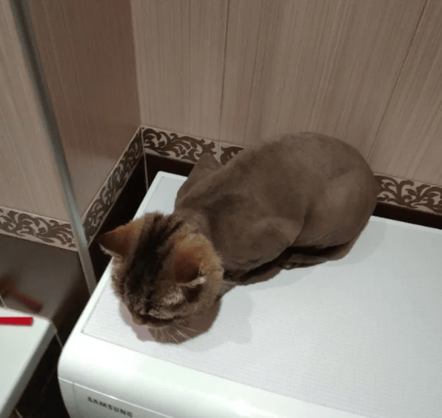 Грумер.Стрижка котів. 400грн. Виїзд на дом 6