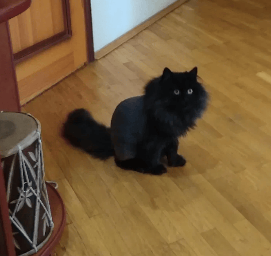 Грумер.Стрижка котів. 400грн. Виїзд на дом 7