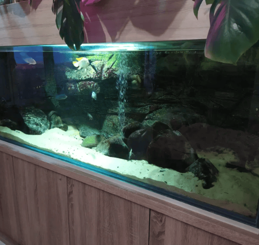 Акваріум з рибками і сампом