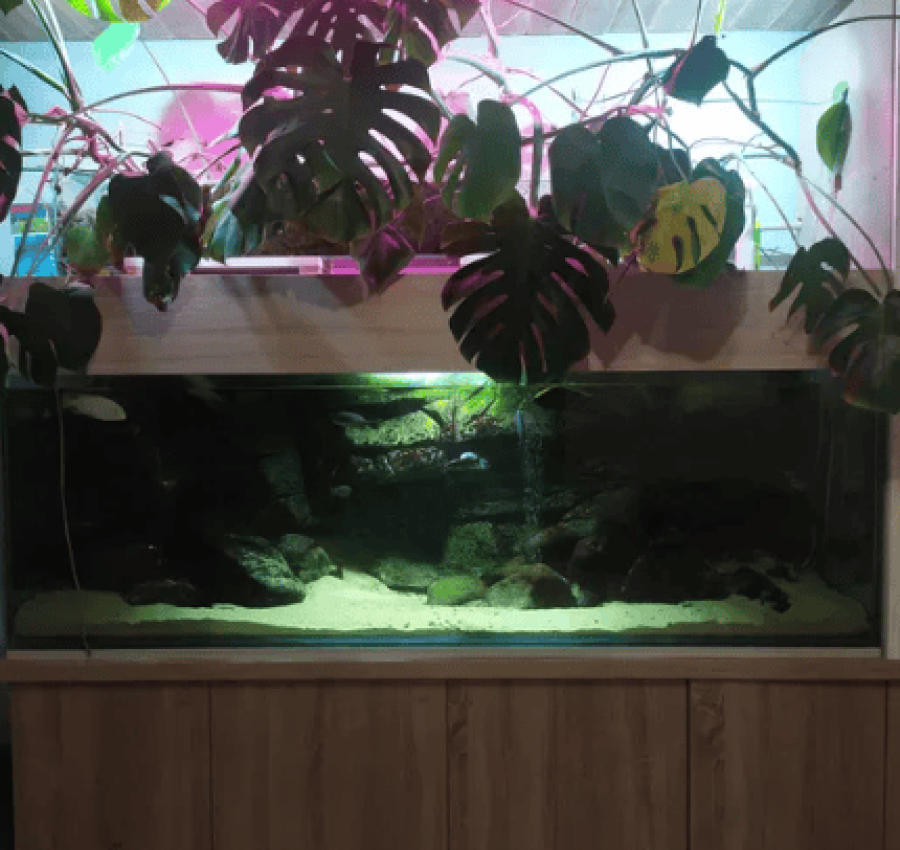 Акваріум з рибками і сампом 2