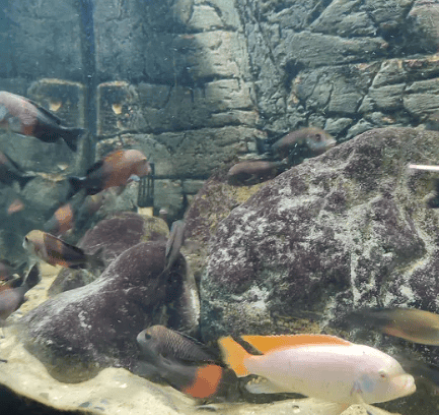 Акваріум з рибками і сампом 4