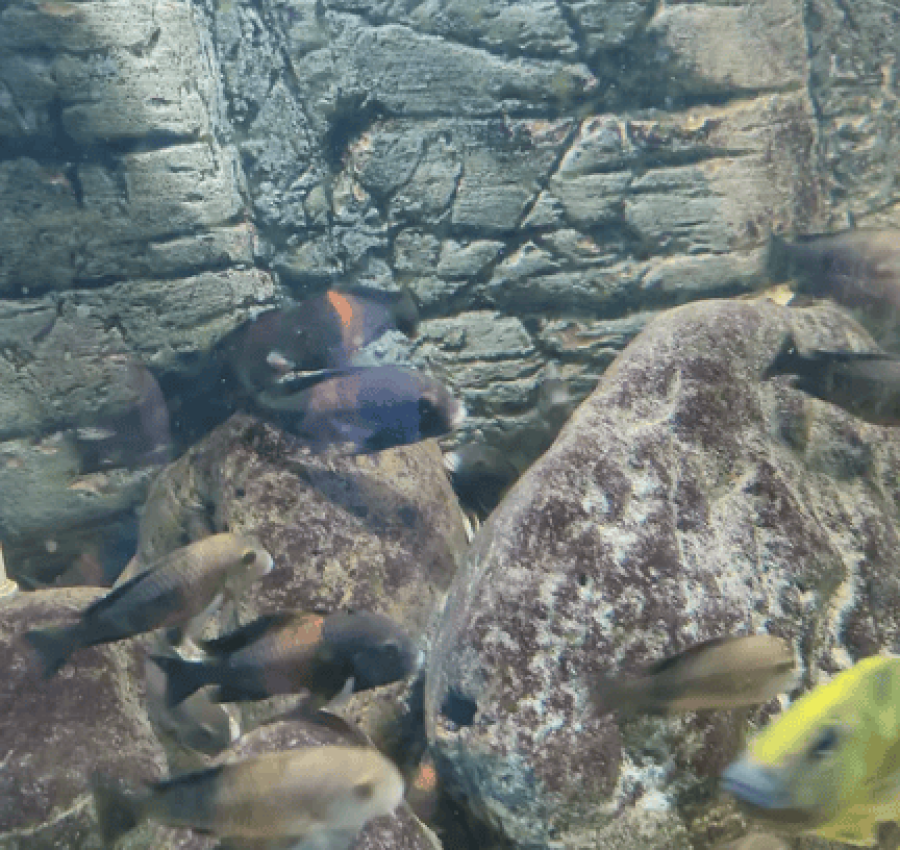 Акваріум з рибками і сампом 5