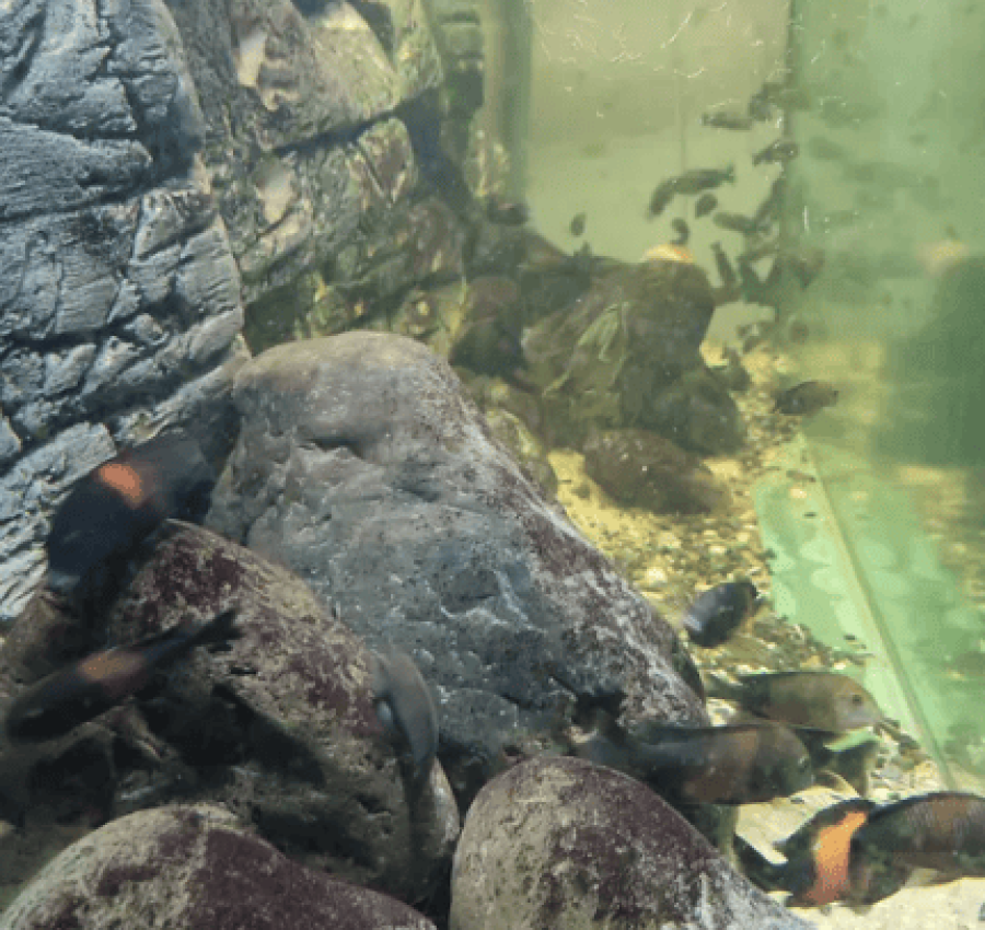 Акваріум з рибками і сампом 6