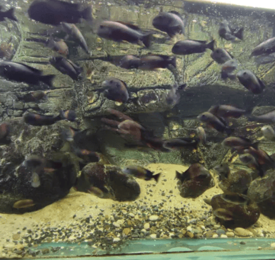 Акваріум з рибками і сампом 7