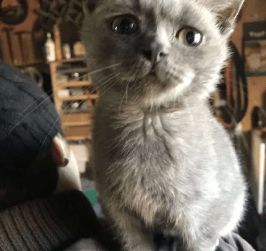 Котёнок бесплатно 2