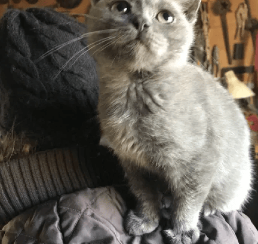 Котёнок бесплатно 3