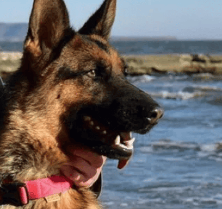 Пропала собака немецкая овчарка 2