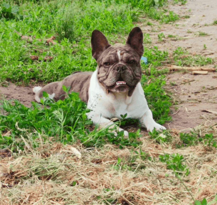 Вязка французский бульдог голубой мерле