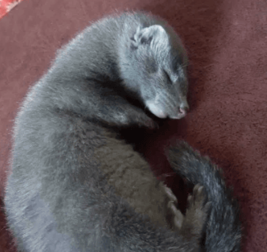 Американська голуба норка бронь!