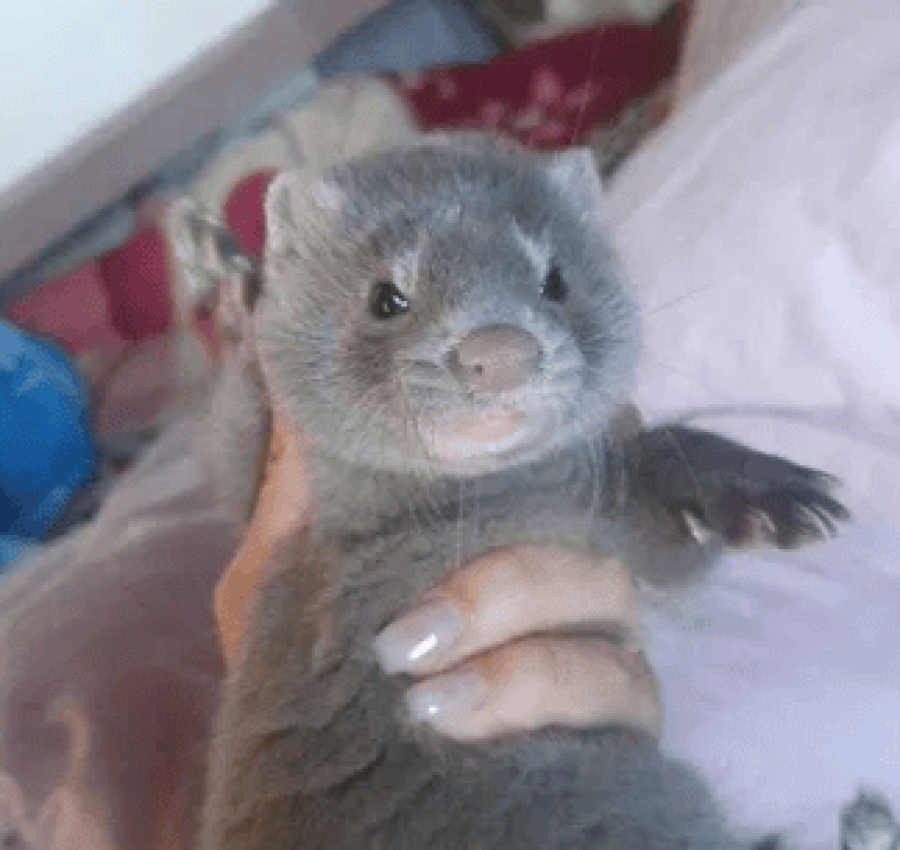 Американська голуба норка бронь! 2