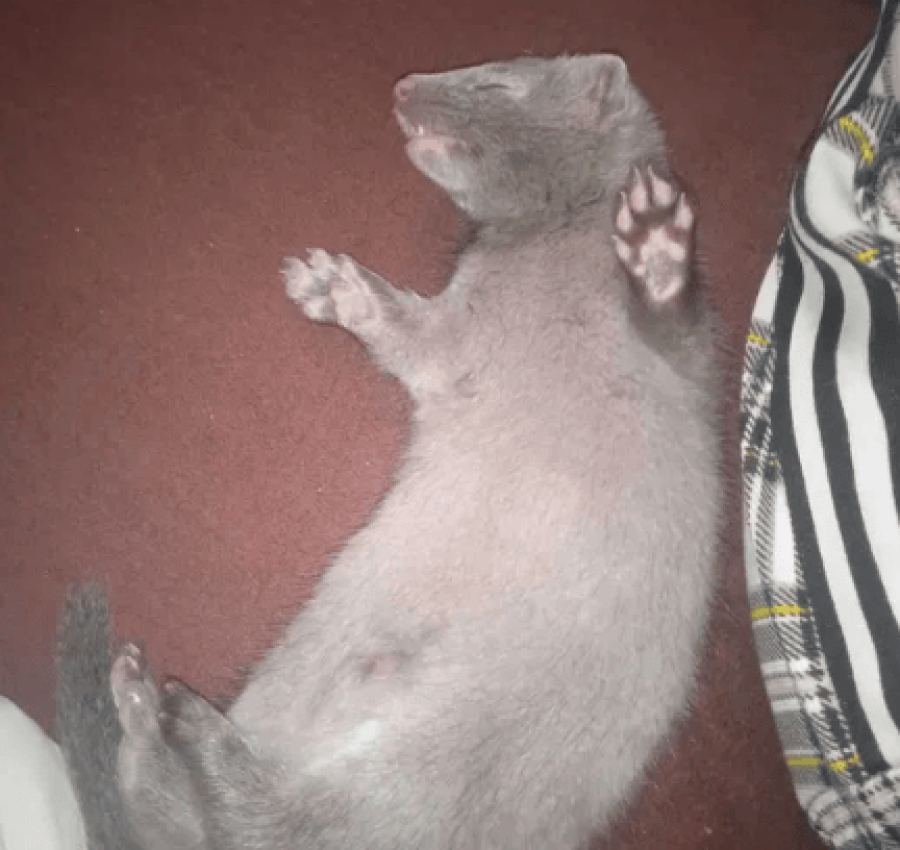 Американська голуба норка бронь! 3