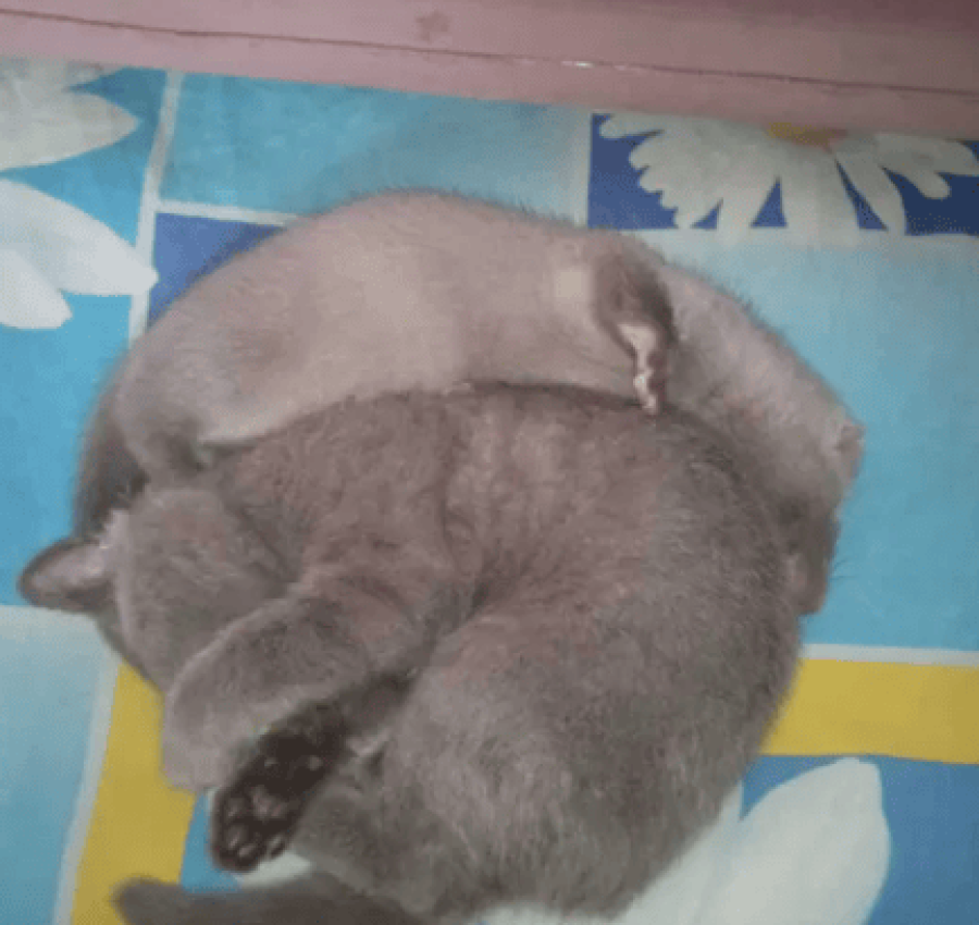 Американська голуба норка бронь! 4