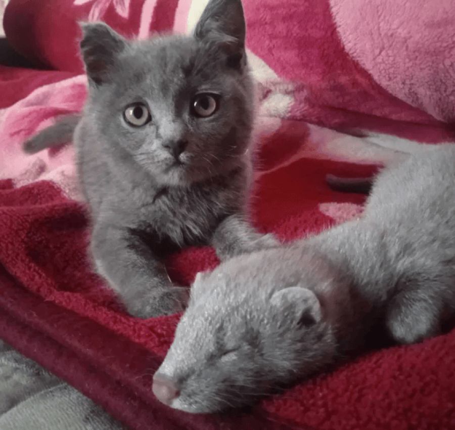 Американська голуба норка бронь! 5