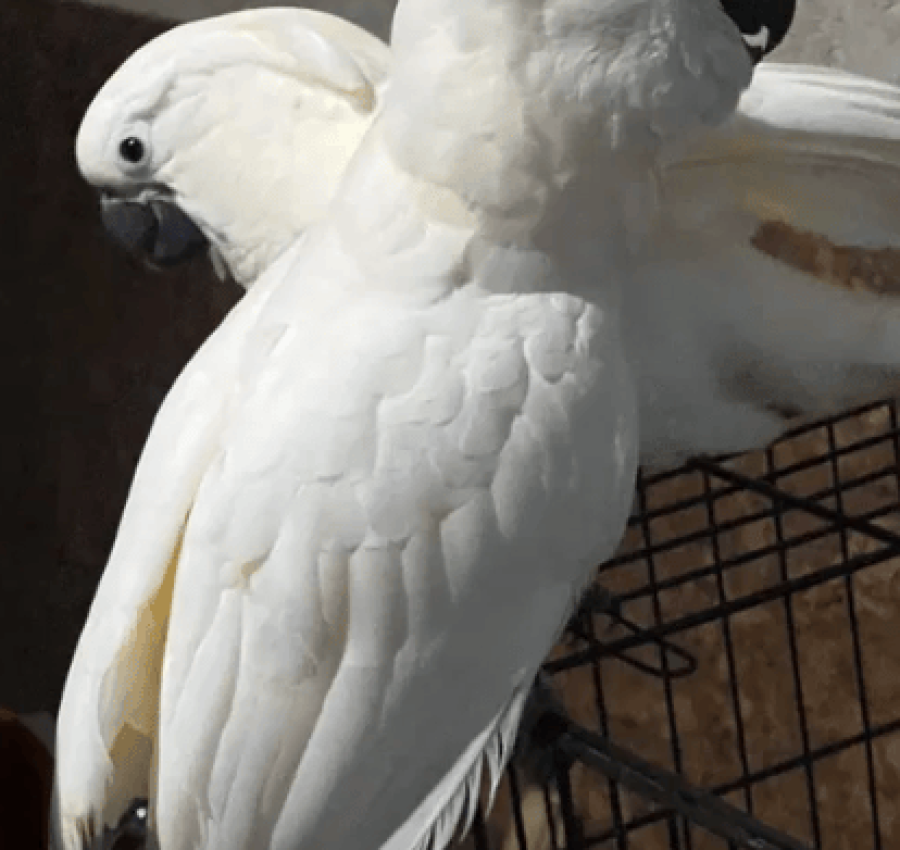 Продам Молуккского какаду