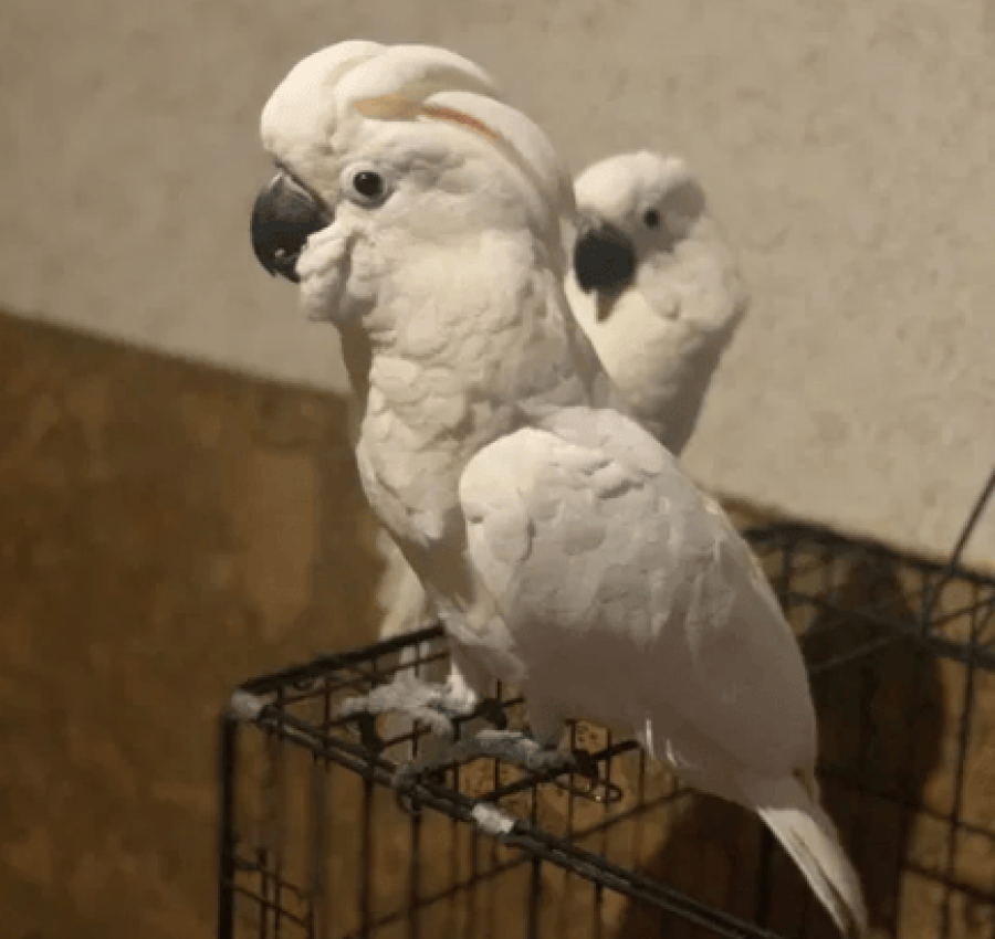 Продам Молуккского какаду 5