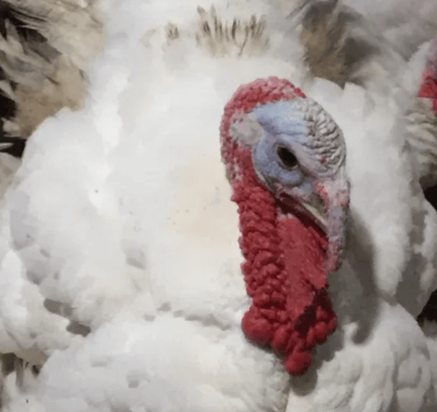 Продам оптом индюков Биг 6