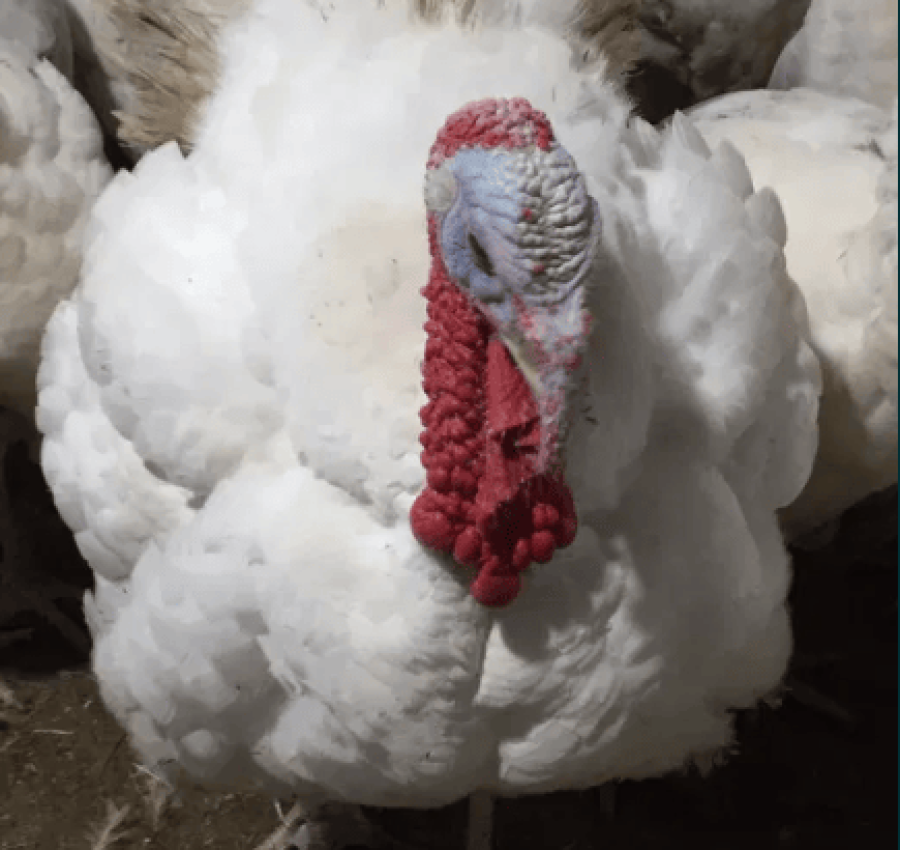 Продам оптом индюков Биг 6 2