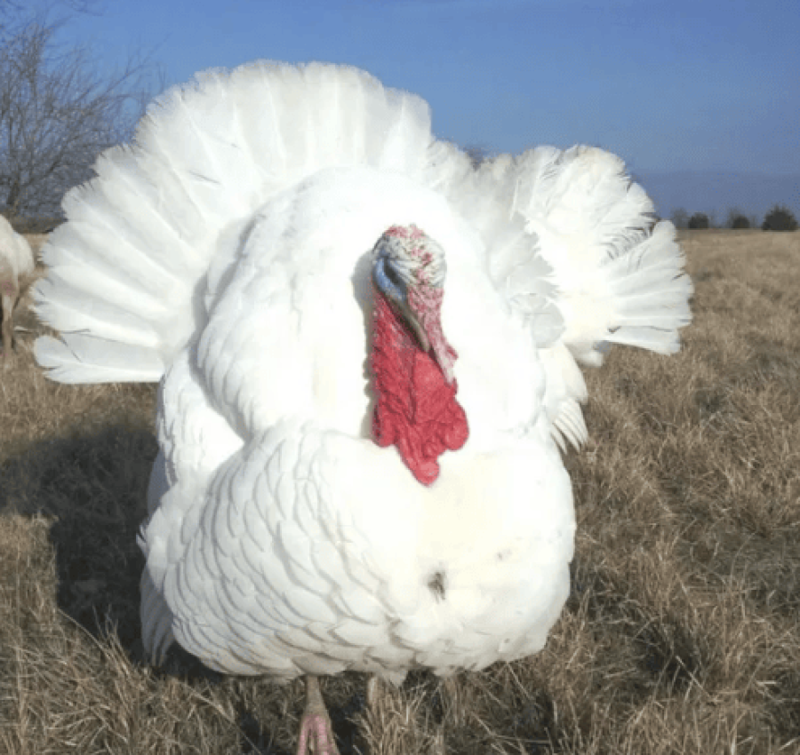 Продам оптом индюков Биг 6 3