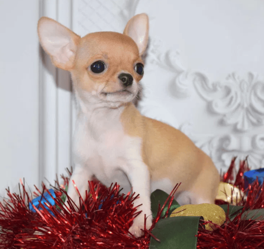 Яркий мальчик апельчинчик, КСУ