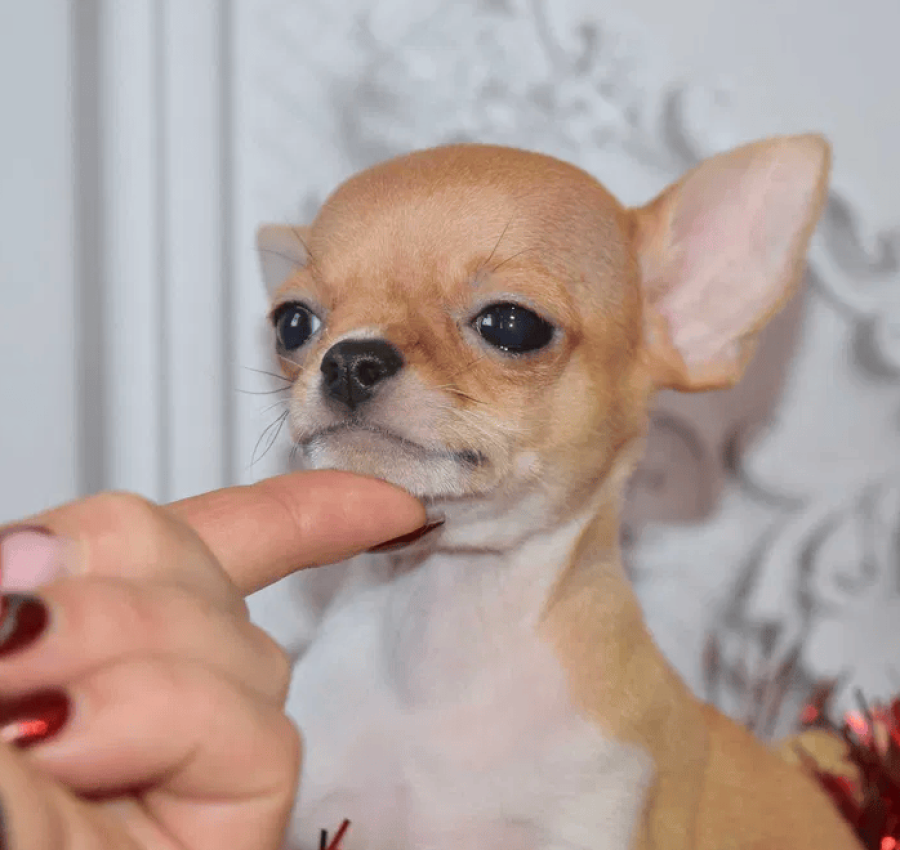 Яркий мальчик апельчинчик, КСУ 2