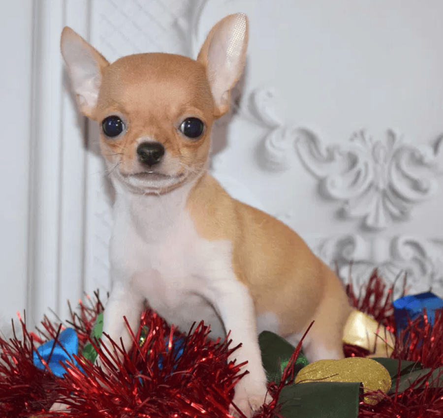 Яркий мальчик апельчинчик, КСУ 3