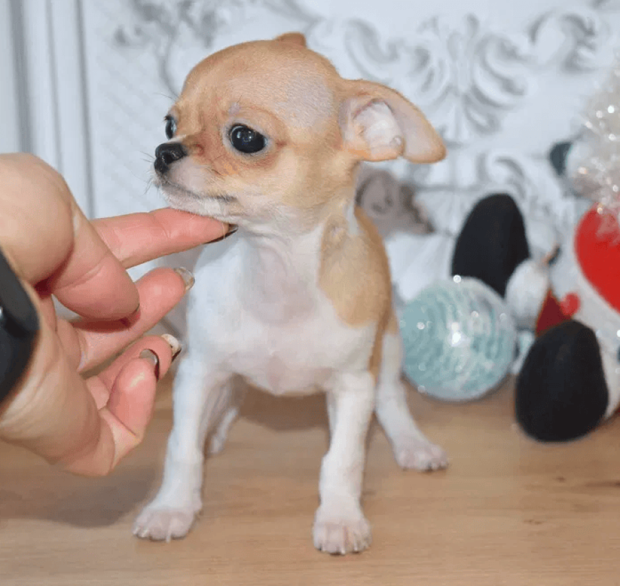 Яркий мальчик апельчинчик, КСУ 4