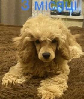 Той пудель хлопчик