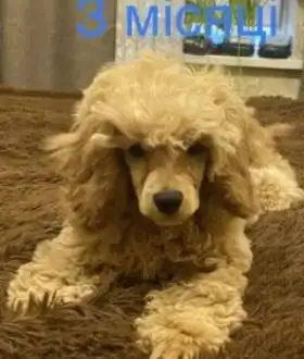 Той пудель хлопчик