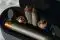Стайлер Dyson HS05 Airwrap Complete Long NickelCopper 2