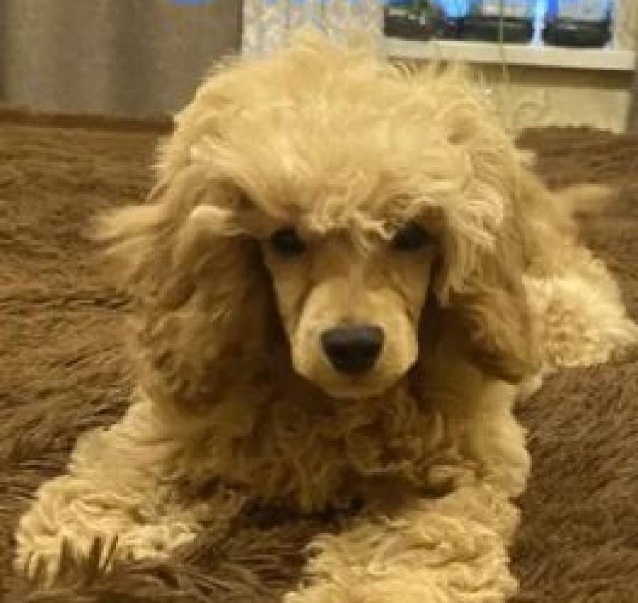 Той пудель хлопчик 2