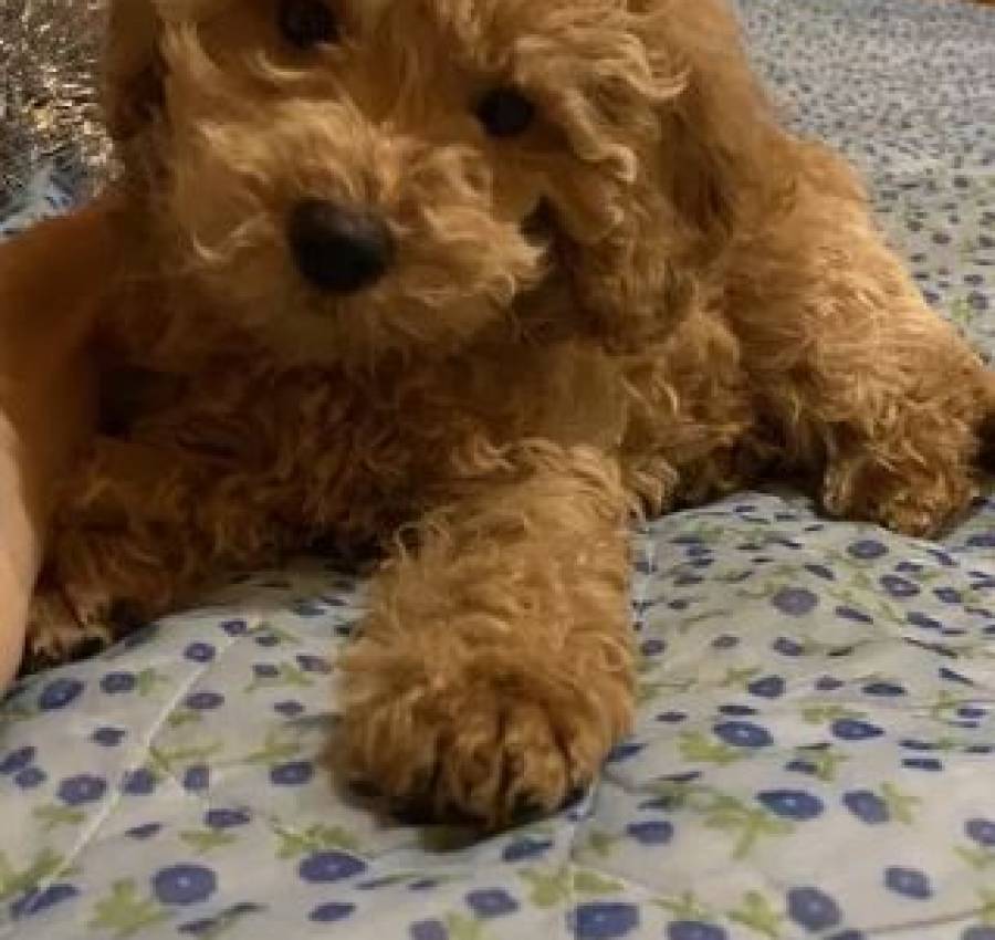 Той пудель хлопчик 4