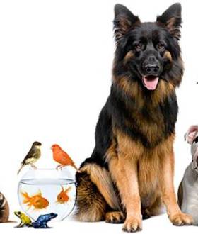 Вызов ветеринара на дом Днепр Кастрация, Стерилизация