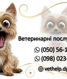 Ветлікар на дім Дніпро – Огляд, Уколи, Кастрація